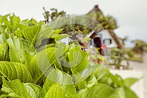 Traditional rural house in Santana Madeira, Portugal.Selective Focus