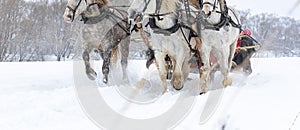 The traditional Russian troika of horses is harnessed in a sleigh. Horses run across a snowy field.