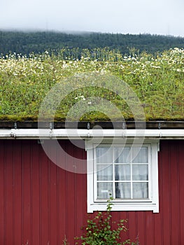 Traditional scandinavian grass roof