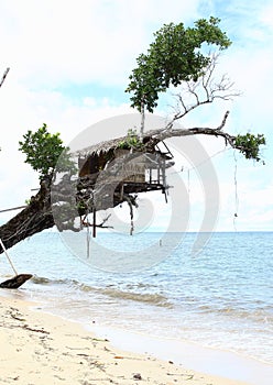 Traditional shack on tree