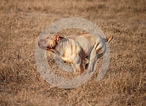 Traditional sharpei running,