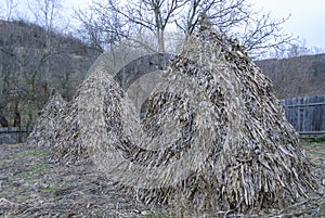 Traditional sheaves of corn stalks