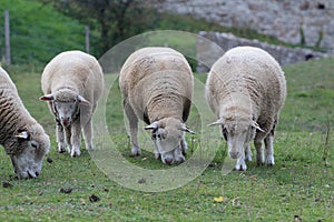 Herd of sheep grazing in a meadow