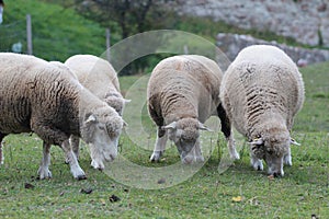 Herd of white sheep grazing in a meadow