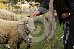 Ľudské ruky sa dotýkajú oviec cez plot