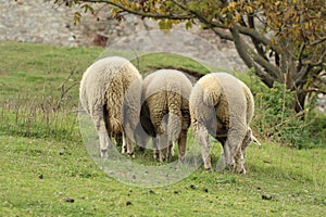 Tri biele ovce pasúce sa na lúke