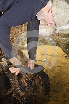 Traditional sheep shearing in an old New England barn