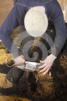 Traditional sheep shearing in an old New England barn