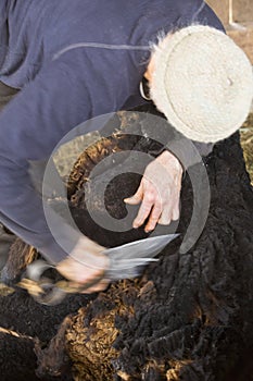 Traditional sheep shearing in an old New England barn