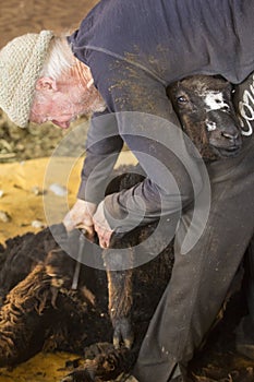 Traditional sheep shearing in an old New England barn