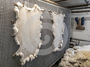 Traditional skin processing at tannery in Scotland