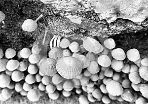 Traditional small mushrooms around a ground unique photo