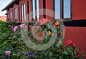 a traditional small,red,danish framehouse in summer in Bornholm with blue sky