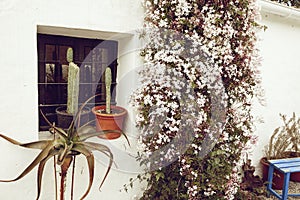 Traditional Spanish old house with flowers, cactus and pots in Ibiza island, Spain