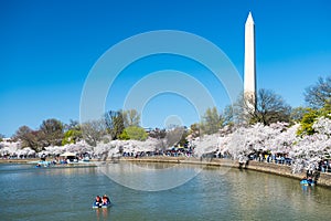 Traditional spring festival of Japanese cherry blossoms. Tidal Basin and Washington Monument. Cherry blossoms in Washington DC