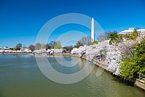 Traditional spring festival of Japanese cherry blossoms. Tidal Basin and Washington Monument. Cherry blossoms in Washington DC