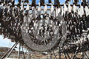 Traditional stockfish