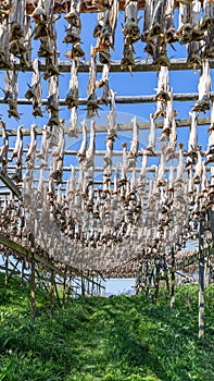 Traditional stockfish drying on wooden racks in Lofoten against a backdrop of greenery and sky