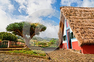 Traditional strawy hut with dragon tree palma on Madeira island, Santana, Portugal