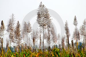 Traditional sugar cane flower around an agricultural field