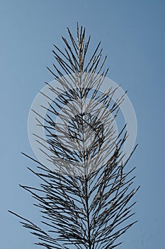 Traditional sugarcane flowers with blue sky background