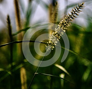 Traditional sugarcane flowers in a crops field