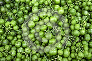 Traditional Sundanese raw salads Leunca Solanum nigrum, natural background photo