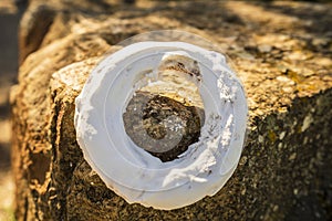 Traditional sweet pastry from Almodovar, donut with icing-sugar, Portugal