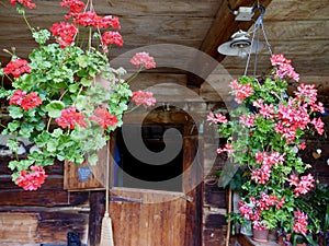 Traditional Swiss farm house with plants and decorative objects. St. Antoenien, Grisons, Switzerland.