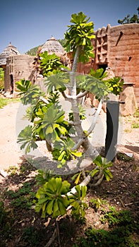 Traditional Tammari people village of Tamberma at Koutammakou, the Land of the Batammariba, Kara region, Togo