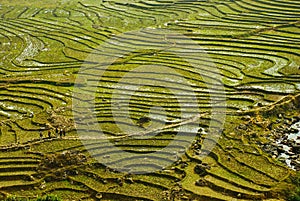 Traditional teracced field in Sapa Valley norht Vietnam