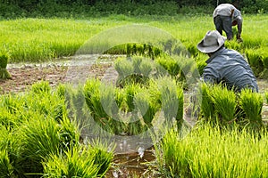 Traditional Thai style rice growth