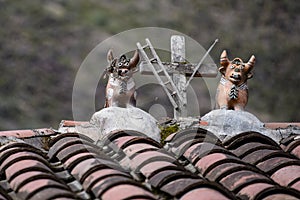 Traditional `Toritos de Pucaca` sit on a rooftop in the Sacred Valley, Cusco, Peru photo