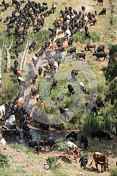 Traditional transhumance of a herd of cows crossing a river in S