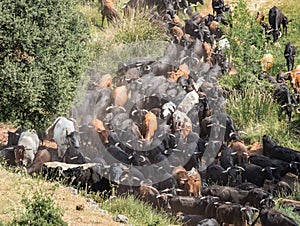 Traditional transhumance of a herd of cows in Spain