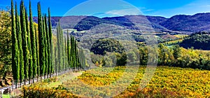 Traditional Tuscany - scenery with autumn vineyards and cypresses. Italy photo