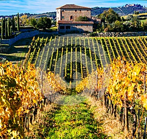 Traditional Tuscany - scenery with autumn vineyards. Italy photo