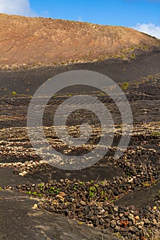 Traditional Vineyard. La Geria, Lanzarote, Canary islands, Spain, Europe