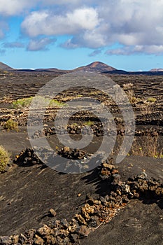 Traditional Vineyard. La Geria, Lanzarote, Canary islands, Spain, Europe