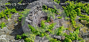 Traditional vineyards in Pico Island, Azores. The vineyards are among stone walls, called the `vineyard corrals` photo