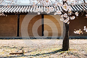 Traditional wall and cherry blossoms at Toji temple in Kyoto, Japan