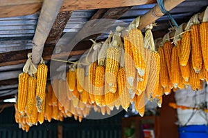 Traditional way of hanging drying corns in Nepal