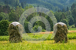 Traditional way of haymaking in czech countryside, haystacks in the field