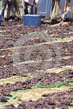 Traditional way of sun drying of sweet pedro ximenez or muscat grapes on winery fields, used for production of sweet sherry wines