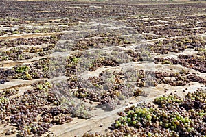 Traditional way of sun drying of sweet pedro ximenez or muscat grapes on winery fields, used for production of sweet sherry wines