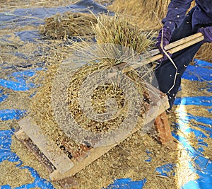 The traditional way of threshing grain