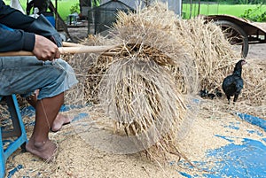 The traditional way of threshing grain in northeast of Thailand.