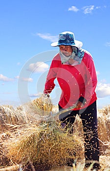 The traditional way of threshing grain in thailand