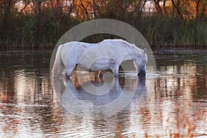 Traditional White Camargue Horse