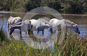 Traditional White Camargue Horses